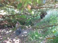 IMG_2440 Zu Besuch in der Pinguin-Aufzuchtstation auf der Otago Halbinsel