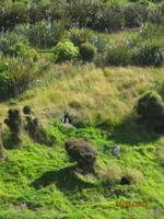 IMG_2441 Zu Besuch in der Pinguin-Aufzuchtstation auf der Otago Halbinsel