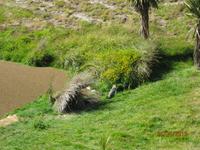 IMG_2442 Zu Besuch in der Pinguin-Aufzuchtstation auf der Otago Halbinsel
