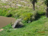 IMG_2443 Zu Besuch in der Pinguin-Aufzuchtstation auf der Otago Halbinsel
