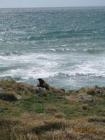 IMG_2446 Zu Besuch in der Pinguin-Aufzuchtstation auf der Otago Halbinsel