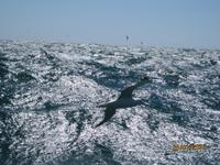 IMG_2454 Bootsfahrt zur Vogelbeobachtung