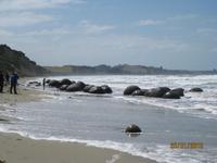 IMG_2457 Zu Besuch bei den Moreaki Boulders