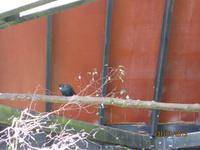 IMG_2635 Zu Besuch in der Parkanlage Rainbow Springs