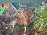 IMG_2643 In der Kiwi Aufzuchtstation dem Wappentier ganz nah