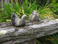 IMG_2692 Zum Barbecue auf der Rosevale Farm