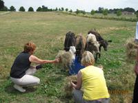 IMG_2704 Zum Barbecue auf der Rosevale Farm