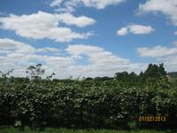 IMG_2705 Ein Kurzer Blick auf eine der Kiwi Farmen