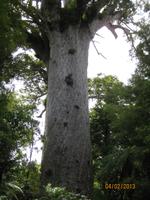 IMG_2785 Der Tane Mahuta (Herr des Waldes)