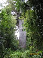 IMG_2787 Zu Besuch im Waipoua Kauri Wald