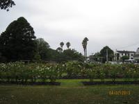 IMG_2816 Zu Besuch im Rosengarten von Auckland