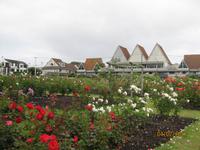 IMG_2818 Zu Besuch im Rosengarten von Auckland