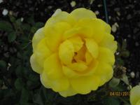 IMG_2830 Zu Besuch im Rosengarten von Auckland