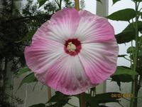 IMG_2834 Blütenpracht in den Wintergardens von Auckland