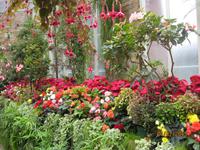 IMG_2835 Blütenpracht in den Wintergardens von Auckland