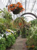 IMG_2836 Blütenpracht in den Wintergardens von Auckland