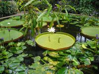 IMG_2838 Blütenpracht in den Wintergardens von Auckland