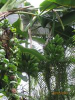 IMG_2841 Blütenpracht in den Wintergardens von Auckland