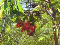 IMG_2858 Botanische Gärten von Sydney - Ein Regenbogensittich