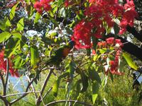 IMG_2859 Botanische Gärten von Sydney - Ein Regenbogensittich