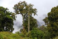 Primärer Regenwald in Fox