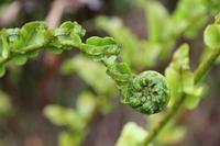 Eingerolltes Farnblatt