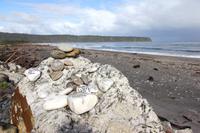 Fotostopp am Boulders Beach