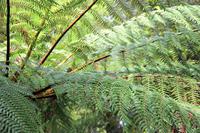 Farnblätter