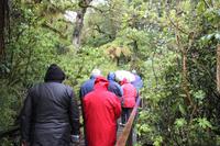 Kurze Wanderung in den Regenwald