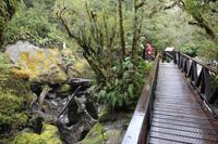 Kurze Wanderung in den Regenwald