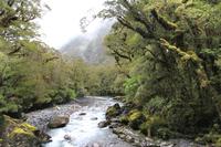 Kurze Wanderung in den Regenwald