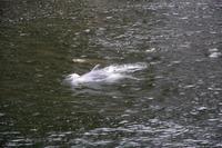 Flaschenhals-Delfine im Milford Sound