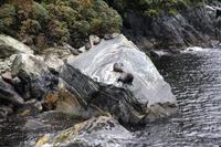 Robben im Milford Sound