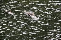 Robbe im Milford Sound