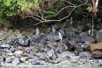 Fjordland Crested Pinguine im Milford Sound