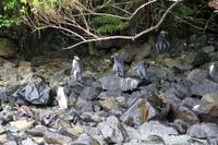 Fjordland Crested Pinguine im Milford Sound