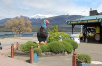 In Te Anau