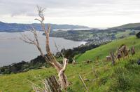 Blick auf die Bucht von Dunedin