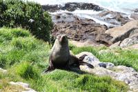 Seebär - New Zealand Fur Seal