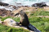 Seebär - New Zealand Fur Seal