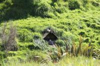 Brutkasten mit Gelbaugen-Pinguin