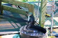 Gelbaugen-Pinguin in der Station bei Dunedin