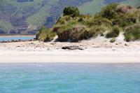 Seelöwe - New Zealand Sealion