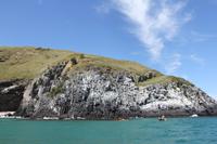 Bootsfahrt in der Bucht von Dunedin