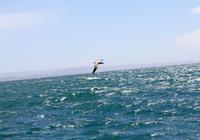 Königsalbatros in der Bucht von Dunedin