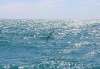 Königsalbatros in der Bucht von Dunedin