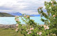 Frühling am Tekapo-See