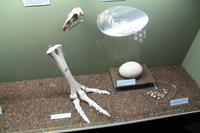 Moa-Knochen im Canterbury-Museum in Christchurch