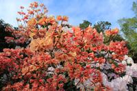 Im Botanischen Garten von Christchurch