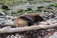 Schlafender Seebär ganz nah am Weg